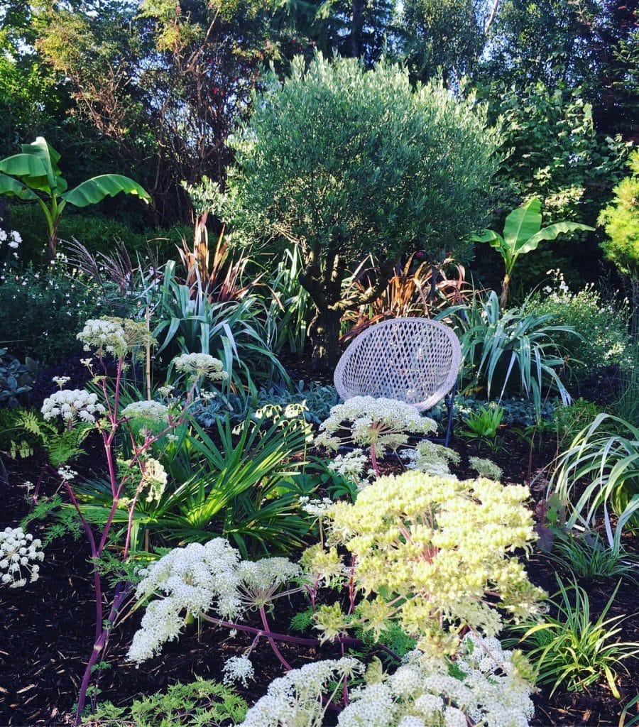 Chilled olive tree space