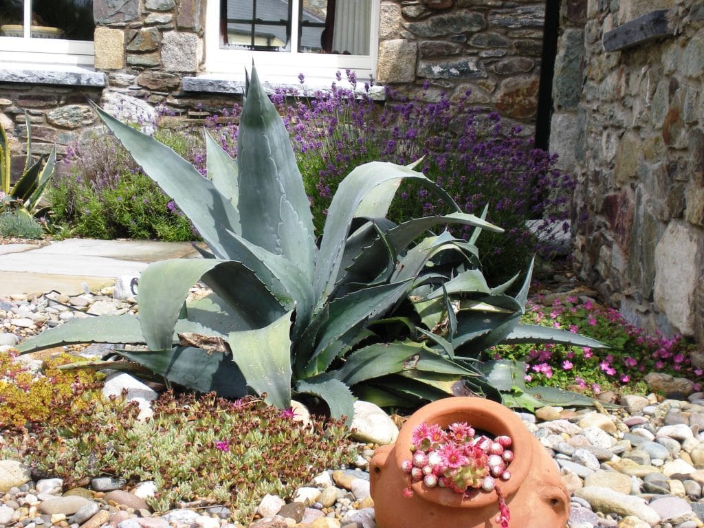 Wexford seaside garden